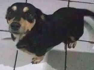 Cachorro ra a SRD idade 2 anos nome Negão