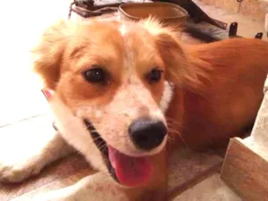 Cachorro raça  idade 1 ano nome Não sei o nome