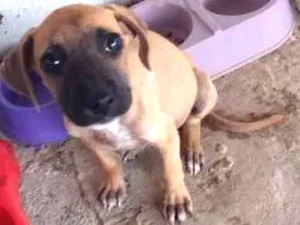 Cachorro raça Vira lata idade 2 a 6 meses nome Jasmim