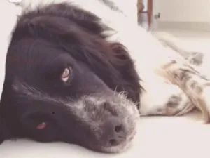 Cachorro raça SRD idade 6 ou mais anos nome Theo