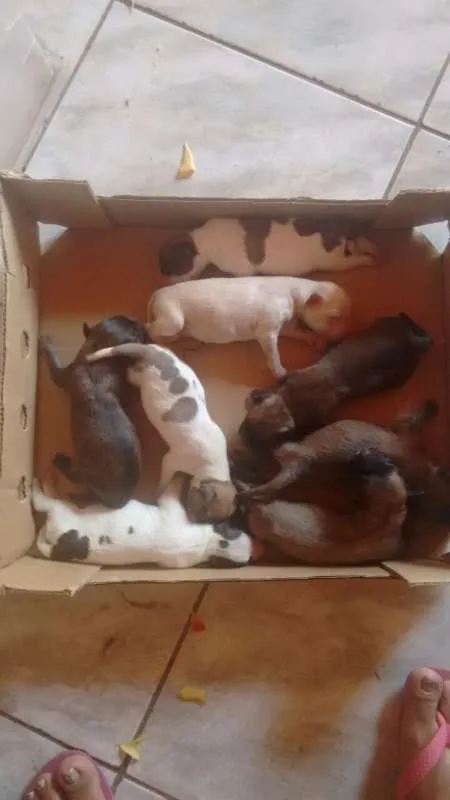 Cachorro ra a SRD-Vira Lata idade Abaixo de 2 meses nome VÁRIOS SRD