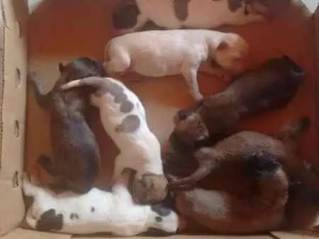 Cachorro ra a SRD-Vira Lata idade Abaixo de 2 meses nome VÁRIOS SRD