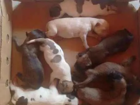 Cachorro ra a SRD-Vira Lata idade Abaixo de 2 meses nome VÁRIOS SRD