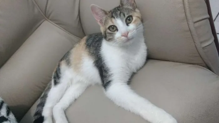 Gato ra a srd idade 2 a 6 meses nome Liza