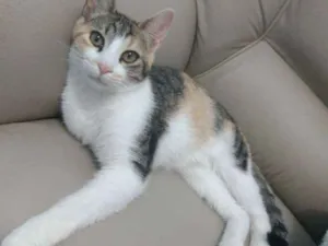 Gato raça srd idade 2 a 6 meses nome Liza