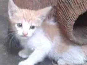 Gato raça comum idade 2 a 6 meses nome Zorro Mel Flora Spy
