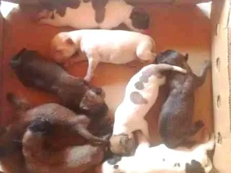 Cachorro ra a SRD-Vira Lata idade Abaixo de 2 meses nome VÁRIOS SRD