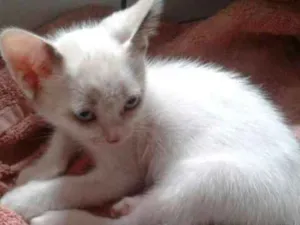 Gato raça  idade 2 a 6 meses nome Olga