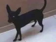 Morceguinho