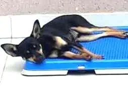 Cachorro raça Sem raça definida idade 7 a 11 meses nome Alvin