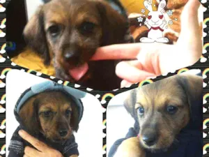 Cachorro raça SRD idade Abaixo de 2 meses nome Filhotes M e F