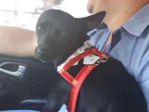 Cachorro raça Sem raça definida idade 7 a 11 meses nome Morceguinho