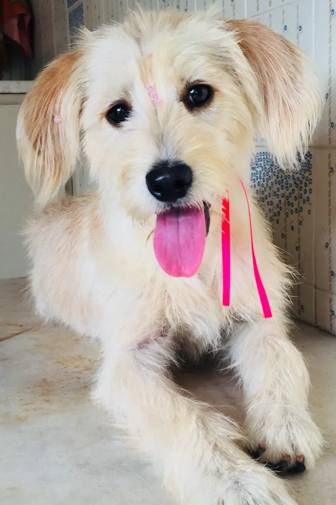 Cachorro raça Vira-lata idade 7 a 11 meses nome Tiquinha