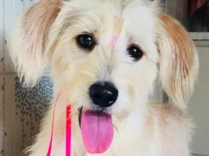 Cachorro raça Vira-lata idade 7 a 11 meses nome Tiquinha