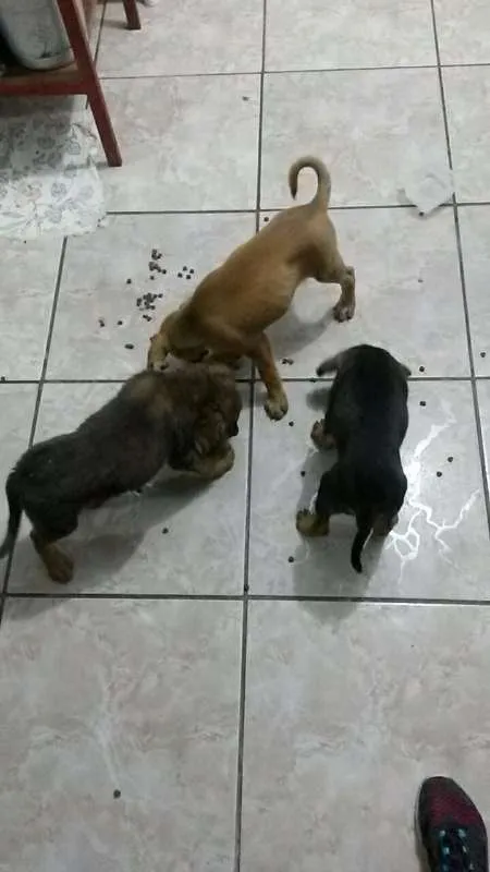 Cachorro ra a  idade Abaixo de 2 meses nome Sem nome