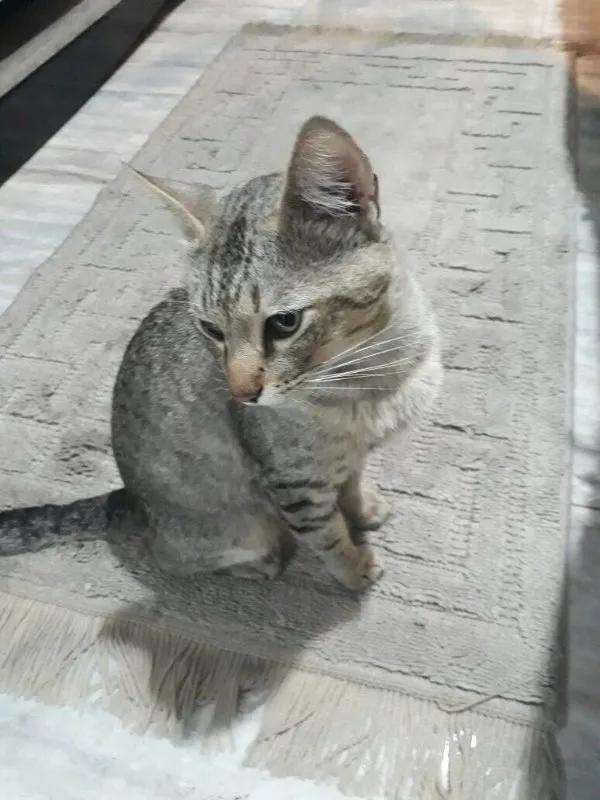 Gato ra a SRD idade 1 ano nome Miau