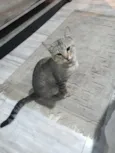 Miau