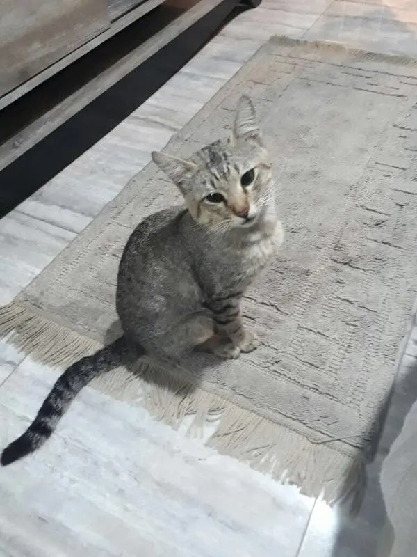Gato ra a SRD idade 1 ano nome Miau