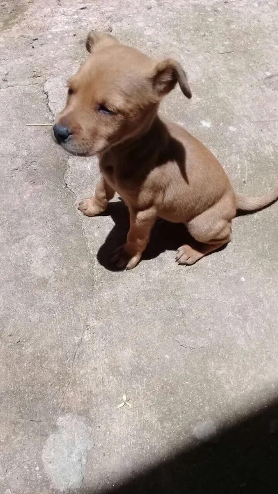 Cachorro ra a SRD  idade 2 a 6 meses nome Filhotes