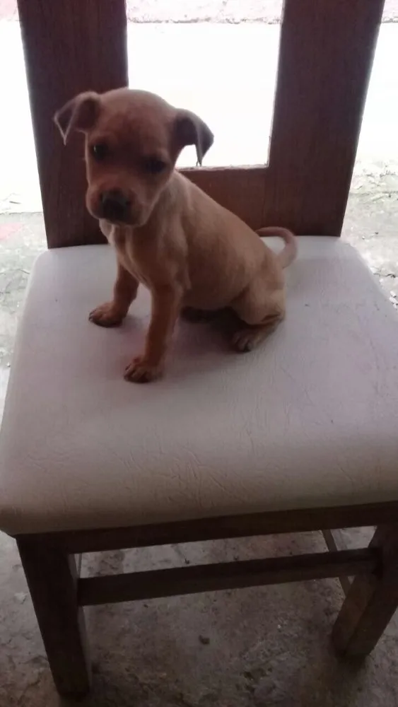 Cachorro ra a SRD  idade 2 a 6 meses nome Filhotes