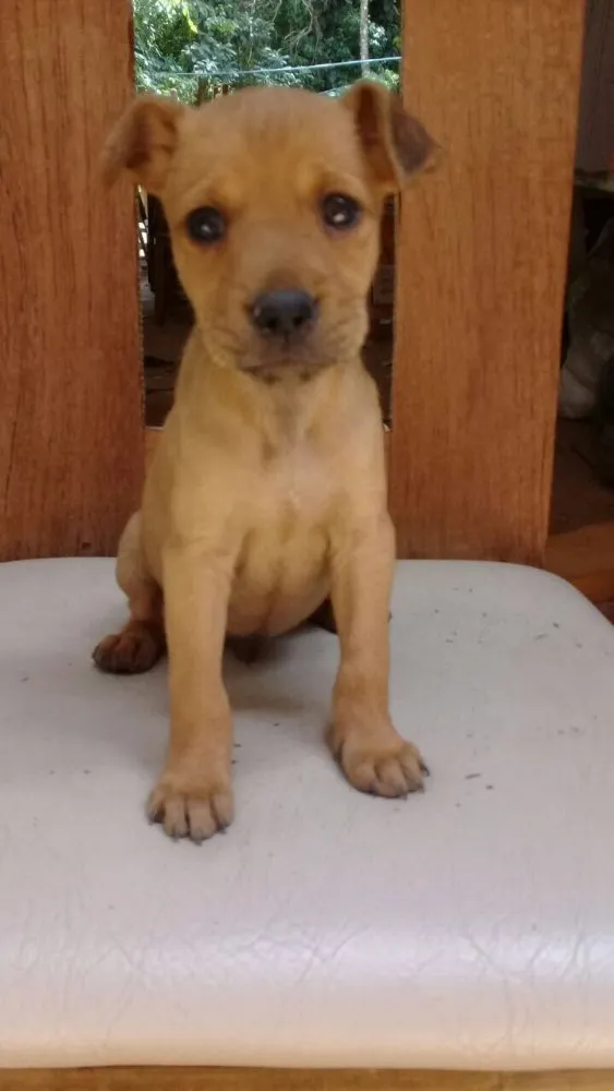 Cachorro ra a SRD  idade 2 a 6 meses nome Filhotes