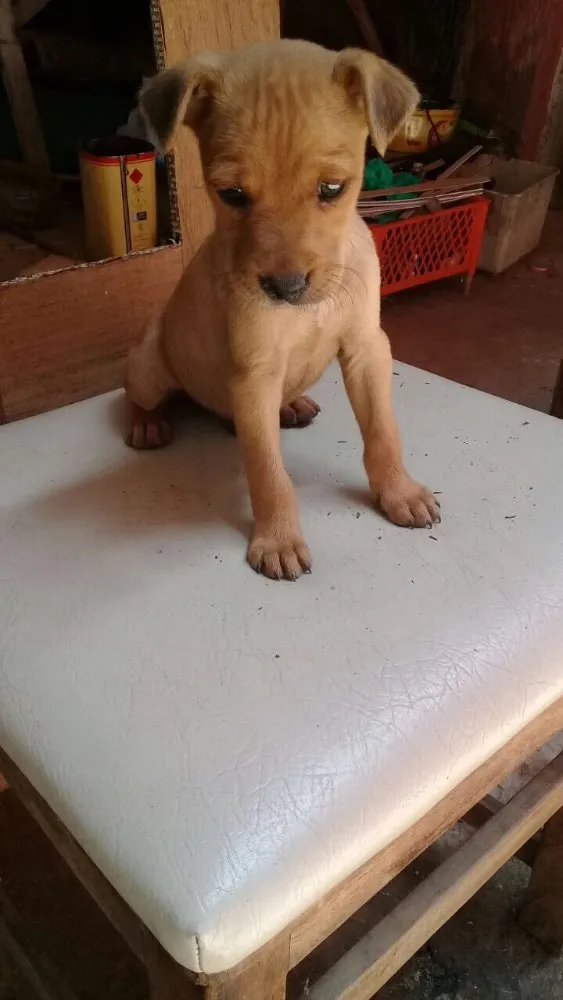 Cachorro ra a SRD  idade 2 a 6 meses nome Filhotes