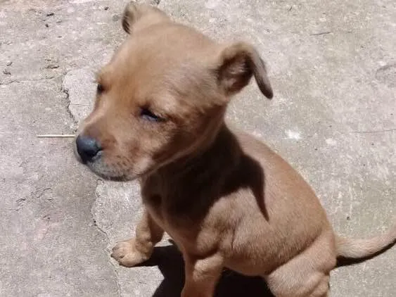 Cachorro ra a SRD  idade 2 a 6 meses nome Filhotes