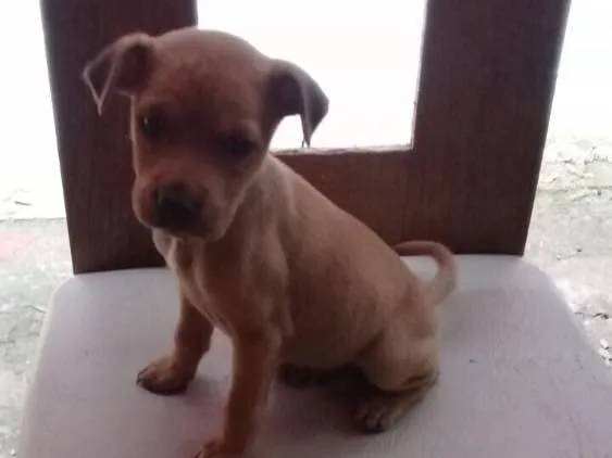Cachorro ra a SRD  idade 2 a 6 meses nome Filhotes
