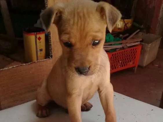 Cachorro ra a SRD  idade 2 a 6 meses nome Filhotes