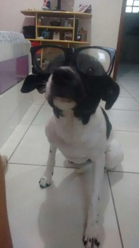 Cachorro ra a viralata  idade 1 ano nome layka 