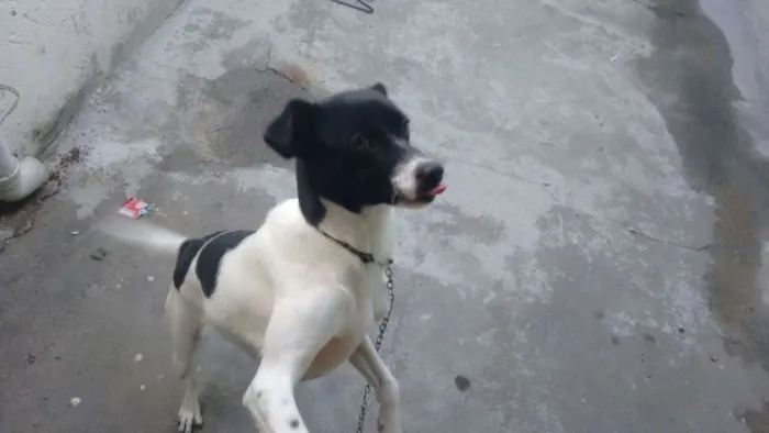 Cachorro ra a viralata  idade 1 ano nome layka 