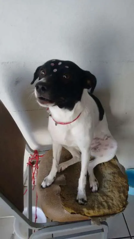 Cachorro ra a viralata  idade 1 ano nome layka 