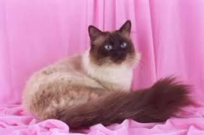 Gato ra a SRD idade 2 anos nome petit