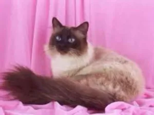Gato raça SRD idade 2 anos nome petit