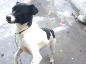 Cachorro raça viralata  idade 1 ano nome layka 