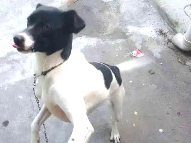 Cachorro ra a viralata  idade 1 ano nome layka 