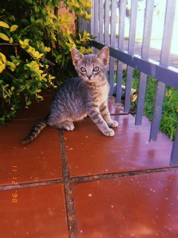 Gato ra a indefinida idade Abaixo de 2 meses nome sem nome