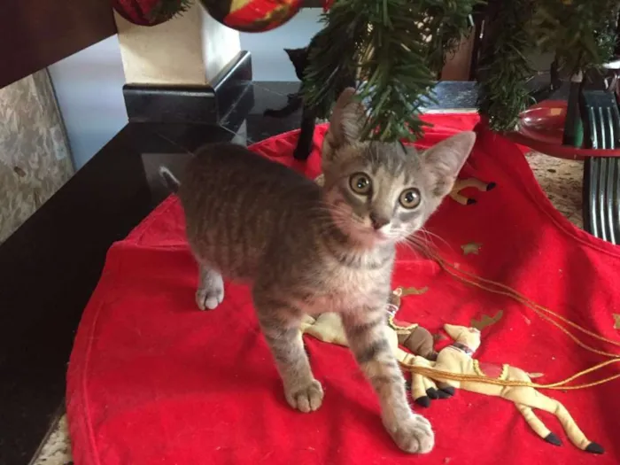 Gato ra a indefinida idade Abaixo de 2 meses nome sem nome