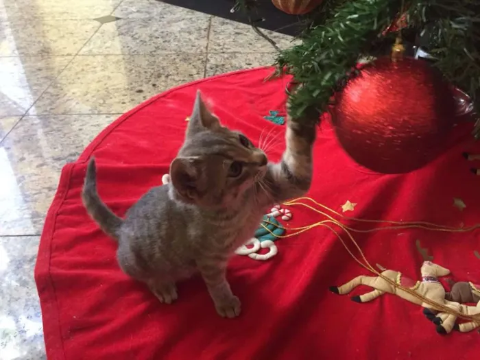 Gato ra a indefinida idade Abaixo de 2 meses nome sem nome