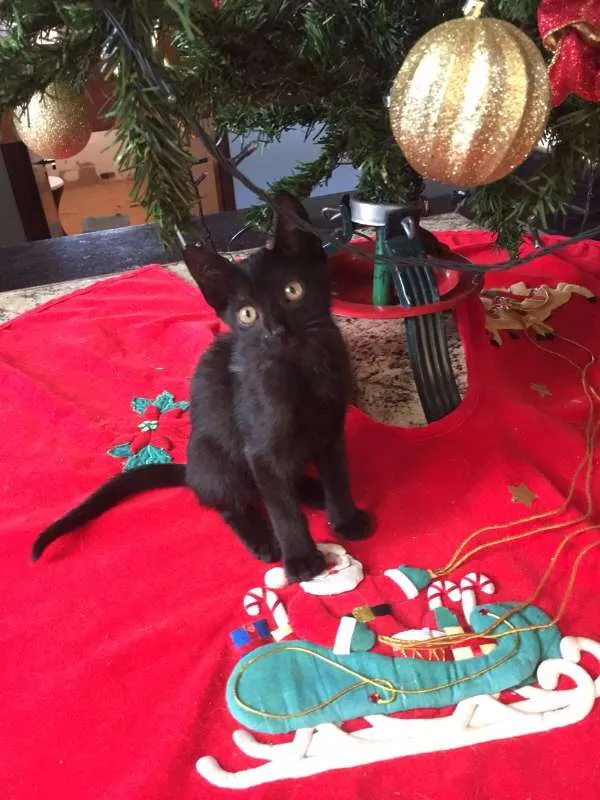 Gato ra a indefinida idade Abaixo de 2 meses nome sem nome