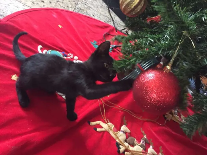 Gato ra a indefinida idade Abaixo de 2 meses nome sem nome