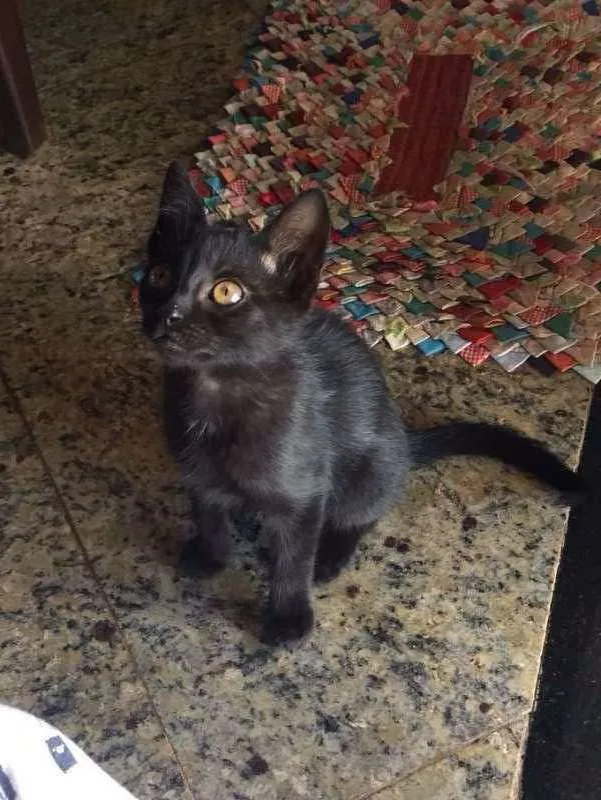 Gato ra a indefinida idade Abaixo de 2 meses nome sem nome