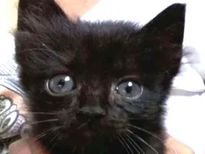 Gato raça SRD idade 2 a 6 meses nome Pantera
