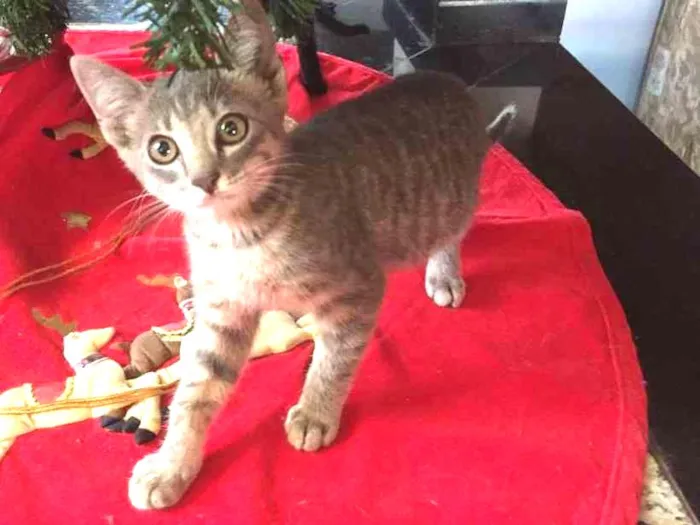Gato ra a indefinida idade Abaixo de 2 meses nome sem nome