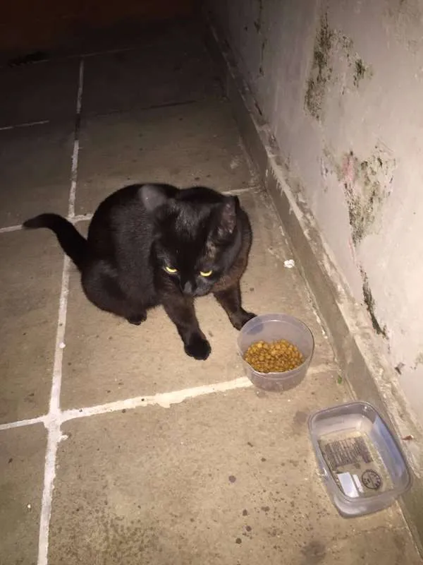 Gato ra a SRD idade 1 ano nome Ágata