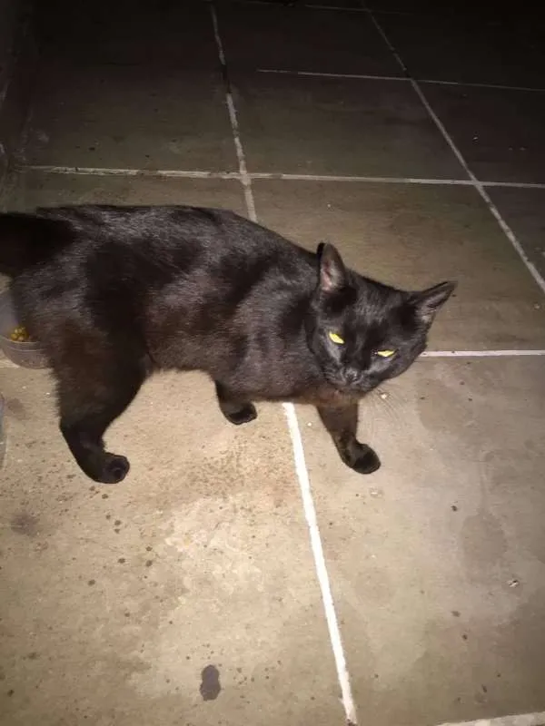 Gato ra a SRD idade 1 ano nome Ágata