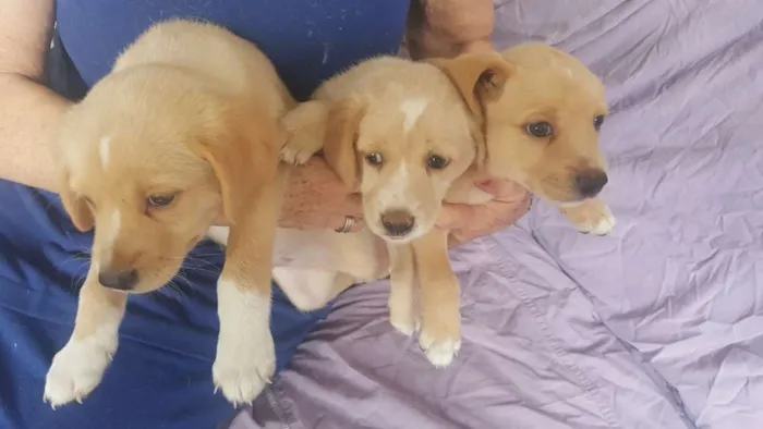 Cachorro ra a Vira-lata idade 1 ano nome Filhotes