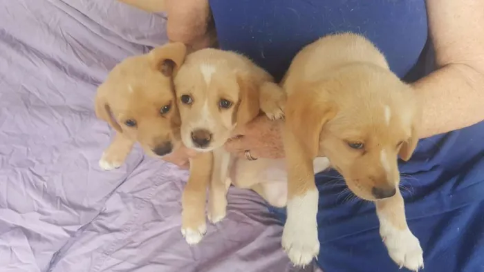 Cachorro ra a Vira-lata idade 1 ano nome Filhotes