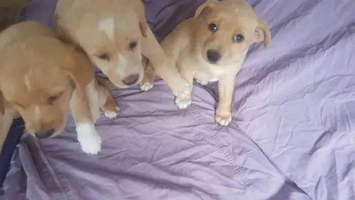 Cachorro ra a Vira-lata idade 1 ano nome Filhotes