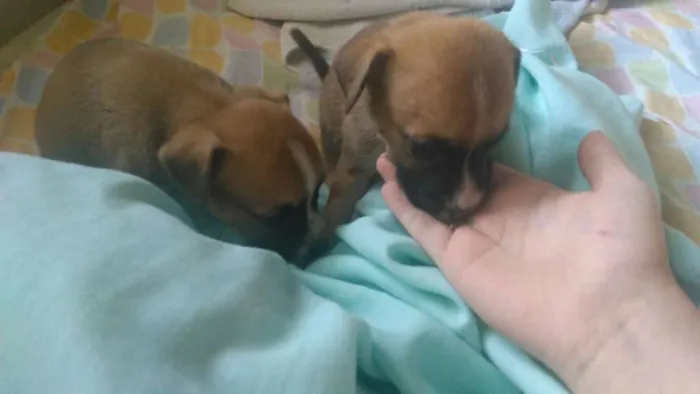 Cachorro ra a boxer e srd idade Abaixo de 2 meses nome .